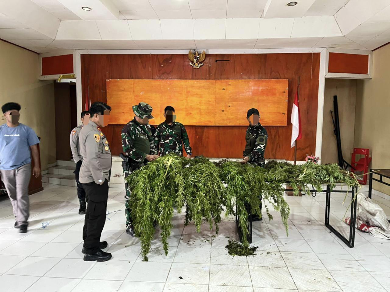 Tim Gabungan Satgas Damai Cartenz, Polres Pegunungan Bintang dan TNI Temukan Ladang Ganja dalam Patroli Taktis