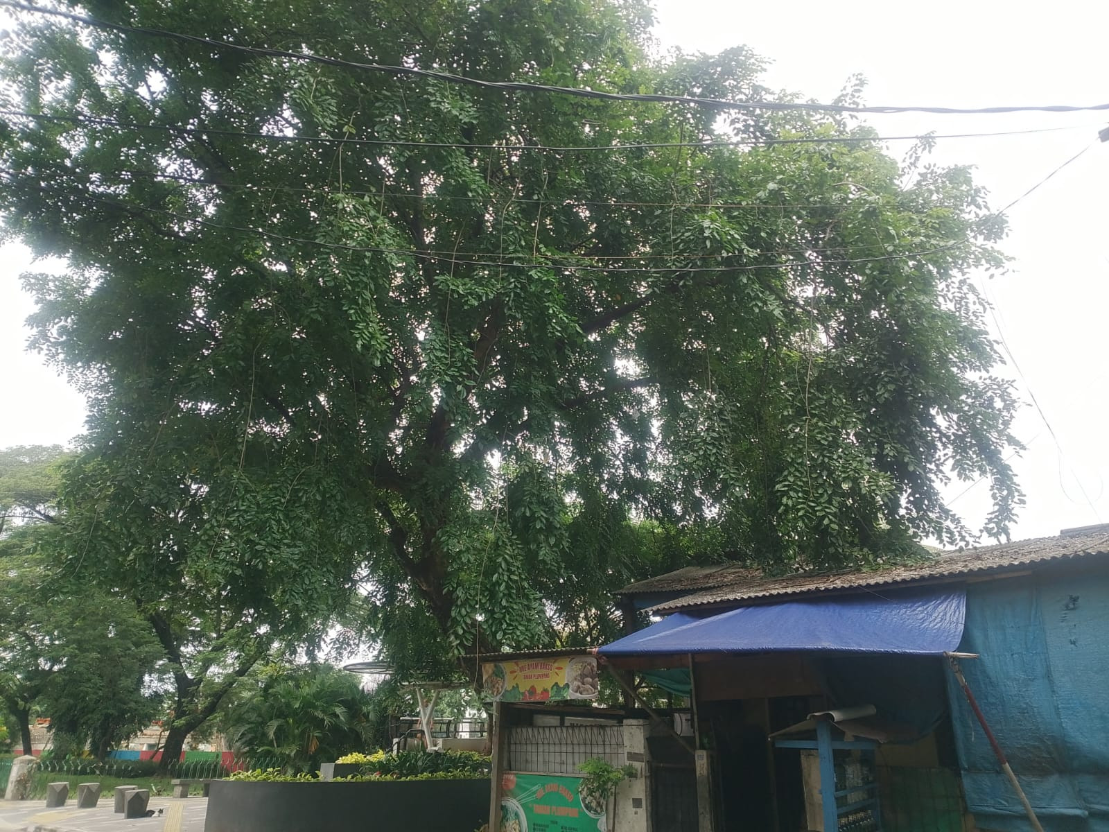 Pohon Besar Dekat Permukiman, Warga Koja Harap Segera Dipangkas